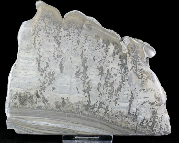 Triassic Aged Stromatolite Fossil - England #23225